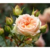 Strauchrose 'Matthias Claudius®' 1 Strauchrose 'Matthias Claudius®' -Gartenbedarf Verkäufe 2024 7886500 PR DE 001 RoseStrauchroseMatthiasClaudiusTantau