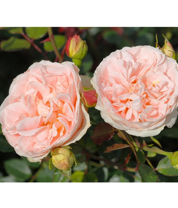 Strauchrose 'Matthias Claudius®' 4 Strauchrose 'Matthias Claudius®' – Bild 2