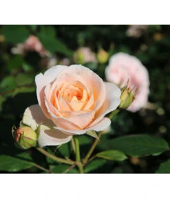 Strauchrose 'Matthias Claudius®' 7 Strauchrose 'Matthias Claudius®' -Gartenbedarf Verkäufe 2024 7886500 PR DE 003 RoseStrauchroseMatthiasClaudiusTantau