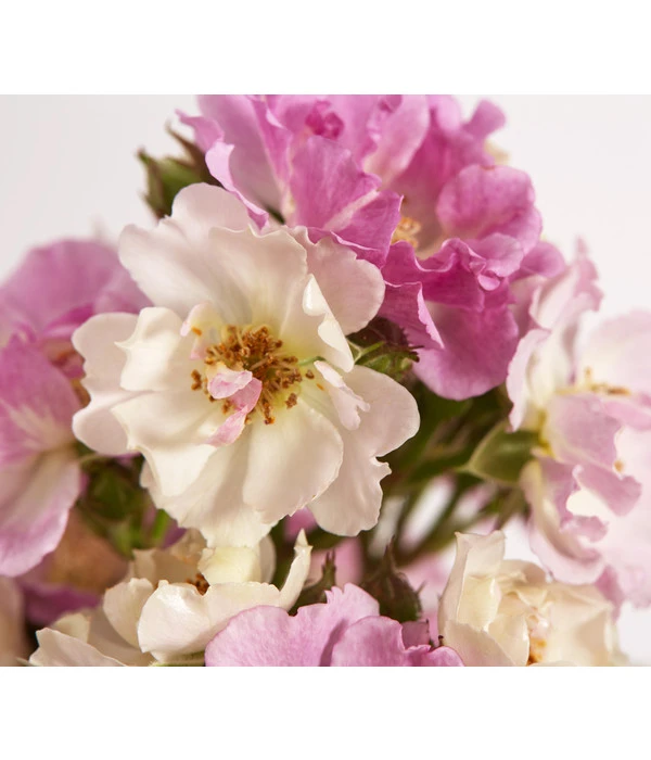 Ramblerrosen, Verschiedene Sorten 3 Ramblerrosen, Verschiedene Sorten