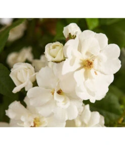 Ramblerrosen, Verschiedene Sorten 5 Ramblerrosen, Verschiedene Sorten -Gartenbedarf Verkäufe 2024 7912652 WE DE 002 RamblerRoseDehnerExpressZS