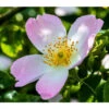 Hunds-Rose -Gartenbedarf Verkäufe 2024 7921778 PR DE 001 RosaCaninaPixabay