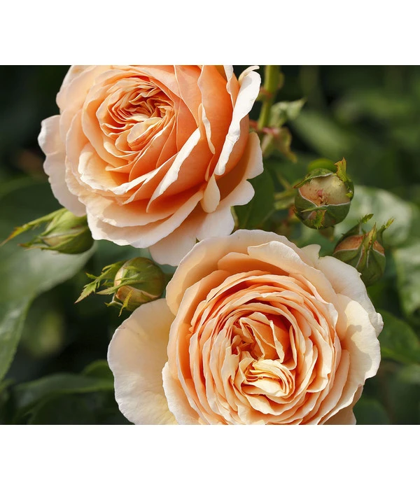 Edelrose 'Tropicana®' 3 Edelrose 'Tropicana®'