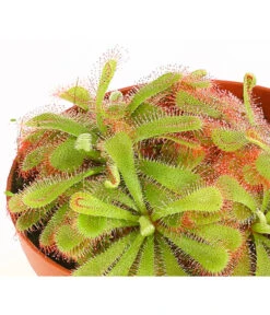 Sonnentau - Drosera Aliciae -Gartenbedarf Verkäufe 2024 7975972 WE DE 001 SonnentauDroseraAlicaeT9DehnerExpressHerzig