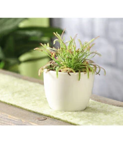 Kap-Sonnentau - Drosera Capensis 10 Kap-Sonnentau - Drosera Capensis -Gartenbedarf Verkäufe 2024 7975972 WE MO 001 SonnentauDroseraAlicaeT9DehnerExpressHerzig