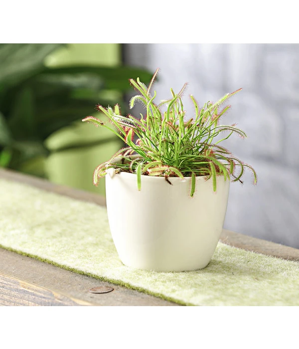 Kap-Sonnentau - Drosera Capensis 6 Kap-Sonnentau - Drosera Capensis – Bild 4