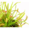 Kap-Sonnentau - Drosera Capensis -Gartenbedarf Verkäufe 2024 7975980 WE DE 001 SonnentauDroseraCapensisT9DehnerExpressHerzig