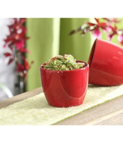 Sonnentau - Drosera Aliciae -Gartenbedarf Verkäufe 2024 7975980 WE MO 001 SonnentauDroseraCapensisT9DehnerExpressHerzig