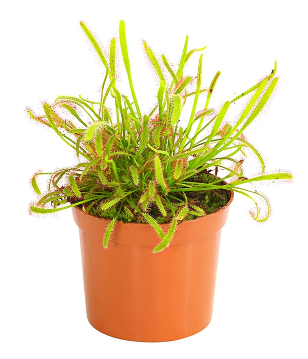 Kap-Sonnentau - Drosera Capensis 4 Kap-Sonnentau - Drosera Capensis – Bild 2