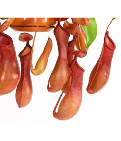 Kannenpflanze - Nepenthes Alata, Ampel -Gartenbedarf Verkäufe 2024 7976004 WE DE 001 KannenpflanzeNepenthesAlataDehnerExpressHerzig
