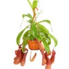 Kannenpflanze - Nepenthes Alata, Ampel -Gartenbedarf Verkäufe 2024 7976004 WE FS 001 KannenpflanzeNepenthesAlataDehnerExpressHerzig