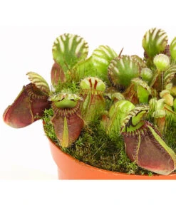 Zwergkrug - Cephalotus Follicularis -Gartenbedarf Verkäufe 2024 7976038 WE DE 001 ZwergkrugCephalotusfollicularisT9DehnerExpressHerzig