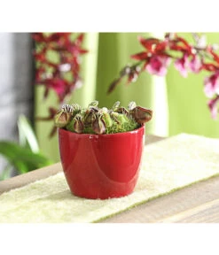 Zwergkrug - Cephalotus Follicularis -Gartenbedarf Verkäufe 2024 7976038 WE MO 001 ZwergkrugCephalotusfollicularisT9DehnerExpressHerzig