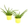 Echte Aloe - Aloe Vera, 2er-Set -Gartenbedarf Verkäufe 2024 7976210 WE FS 001 AloeVeraSweetAloeBarbadensisMiller2PflanzenDehnerExpressHerzig