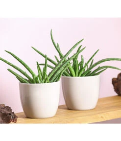 Echte Aloe - Aloe Vera, 2er-Set -Gartenbedarf Verkäufe 2024 7976210 WE MO 001 AloeVeraSweetAloeBarbadensisMiller2PflanzenDehnerExpressHerzig