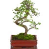 Bonsai Chinesische Ulme - Ulmus Parviflora, 8 Jahre -Gartenbedarf Verkäufe 2024 7976988 WE FS 001 BonsaiChinesischeUlmeUlmusParviflora8JahreDehnerExpressHerzig2
