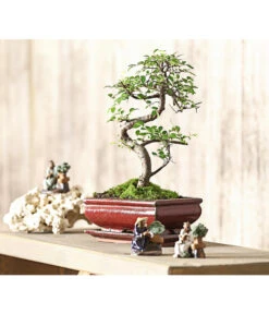Bonsai Chinesische Ulme - Ulmus Parviflora, 8 Jahre -Gartenbedarf Verkäufe 2024 7976988 WE MO 001 BonsaiChinesischeUlmeUlmusParviflora8JahreDehnerExpressHerzig2
