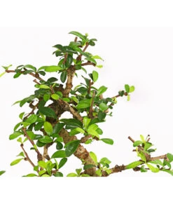 Bonsai Fukientee - Carmona Microphylla, 6 Jahre -Gartenbedarf Verkäufe 2024 7977028 WE DE 001 BonsaiFukienteeCarmonaMicrophylla6JahreDehnerExpressHerzig