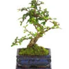 Bonsai Fukientee - Carmona Microphylla, 6 Jahre -Gartenbedarf Verkäufe 2024 7977028 WE FS 001 BonsaiFukienteeCarmonaMicrophylla6JahreDehnerExpressHerzig