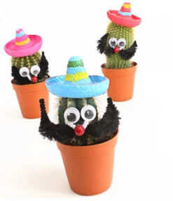 Kaktus Mit Sombrero - Cactaceae, Verschiedene Sorten -Gartenbedarf Verkäufe 2024 7977291 WE DE 001 KakteenMitSombreroDehnerExpressHerzig