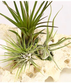 Tillandsien-Arrangement Auf Sansibar Rock - Tillandsia Hybride, 3-teilig -Gartenbedarf Verkäufe 2024 7977630 we DE 001 TIllandsienAufSansibarRockXL3PflanzenDehnerExpressHerzig