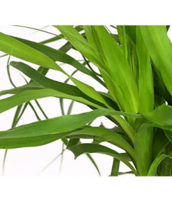 Elefantenfuß - Beaucarnea Recurvarta -Gartenbedarf Verkäufe 2024 7977754 PR DE 001 BeaucarneaElefantenfussT20StreckeDehnerExpressHerzig