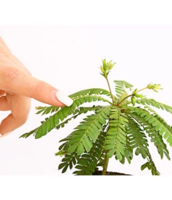 Südseepalme - Biophytum Sensitivum, 2er-Set 8 Südseepalme - Biophytum Sensitivum, 2er-Set -Gartenbedarf Verkäufe 2024 7977762 PR DE 001 BiophytumSensitivumSuedseepalme2erSetT9StreckeDehnerExpressHerzig