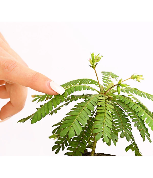 Südseepalme - Biophytum Sensitivum, 2er-Set 5 Südseepalme - Biophytum Sensitivum, 2er-Set – Bild 3