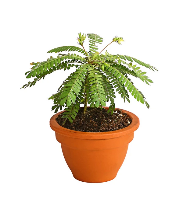 Südseepalme - Biophytum Sensitivum, 2er-Set 4 Südseepalme - Biophytum Sensitivum, 2er-Set – Bild 2