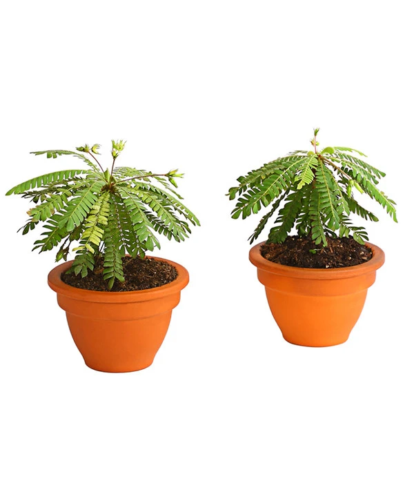 Südseepalme - Biophytum Sensitivum, 2er-Set 3 Südseepalme - Biophytum Sensitivum, 2er-Set