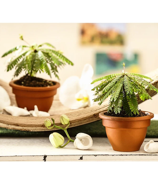 Südseepalme - Biophytum Sensitivum, 2er-Set 6 Südseepalme - Biophytum Sensitivum, 2er-Set – Bild 4