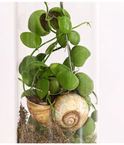 Schneckenhauspflanze Im Glas - Dischidia Pectinoides 'Snaily' -Gartenbedarf Verkäufe 2024 7977796 PR DE 001 SnailyDischidiaPectenoidesSchneckenhauspflanzeImAcrylglasDehnerExpressHerzig