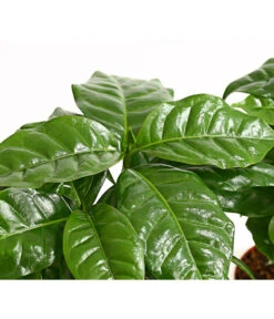 Kaffeepflanze - Coffea Arabica, 3er-Set -Gartenbedarf Verkäufe 2024 7977911 PR DE 001 CoffeaArabicaKaffeepflanze3erSetT12StreckeDehnerExpressHerzig