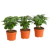 Kaffeepflanze - Coffea Arabica, 3er-Set 2 Kaffeepflanze - Coffea Arabica, 3er-Set -Gartenbedarf Verkäufe 2024 7977911 PR FS 001 CoffeaArabicaKaffeepflanze3erSetT12StreckeDehnerExpressHerzig