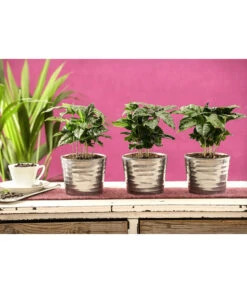 Kaffeepflanze - Coffea Arabica, 3er-Set -Gartenbedarf Verkäufe 2024 7977911 PR MO 001 CoffeaArabicaKaffeepflanze3erSetT12StreckeDehnerExpressHerzig