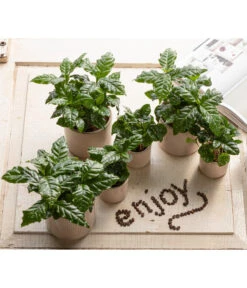 Kaffeepflanze - Coffea Arabica, 3er-Set -Gartenbedarf Verkäufe 2024 7977911 WE MO 001 CoffeaArabicaT5 5 GC14 2022