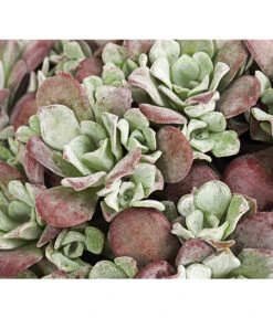 Fetthennen-Set, Verschiedene Sorten, 8-teilig -Gartenbedarf Verkäufe 2024 7977960 PR DE 001 SedumFetthenne8erSetT11DehnerExpressHerzig