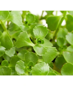 Fetthennen-Set, Verschiedene Sorten, 8-teilig -Gartenbedarf Verkäufe 2024 7977960 PR DE 002 SedumFetthenne8erSetT11DehnerExpressHerzig