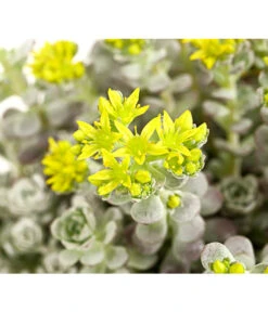 Fetthennen-Set, Verschiedene Sorten, 8-teilig -Gartenbedarf Verkäufe 2024 7977960 PR DE 003 SedumFetthenne8erSetT11DehnerExpressHerzig