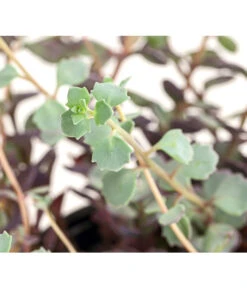 Fetthennen-Set, Verschiedene Sorten, 8-teilig -Gartenbedarf Verkäufe 2024 7977960 PR DE 004 SedumFetthenne8erSetT11DehnerExpressHerzig