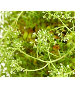 Fetthennen-Set, Verschiedene Sorten, 8-teilig -Gartenbedarf Verkäufe 2024 7977960 PR DE 005 SedumFetthenne8erSetT11DehnerExpressHerzig