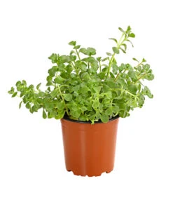 Fetthennen-Set, Verschiedene Sorten, 8-teilig -Gartenbedarf Verkäufe 2024 7977960 PR FS 002 SedumFetthenne8erSetT11DehnerExpressHerzig