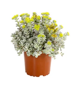 Fetthennen-Set, Verschiedene Sorten, 8-teilig -Gartenbedarf Verkäufe 2024 7977960 PR FS 003 SedumFetthenne8erSetT11DehnerExpressHerzig