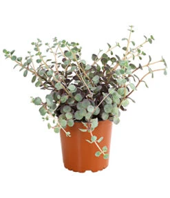 Fetthennen-Set, Verschiedene Sorten, 8-teilig -Gartenbedarf Verkäufe 2024 7977960 PR FS 004 SedumFetthenne8erSetT11DehnerExpressHerzig