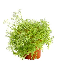 Fetthennen-Set, Verschiedene Sorten, 8-teilig -Gartenbedarf Verkäufe 2024 7977960 PR FS 005 SedumFetthenne8erSetT11DehnerExpressHerzig