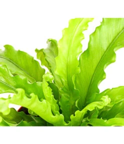 Farn-Set, Verschiedene Sorten, 3-teilig -Gartenbedarf Verkäufe 2024 7978083 PR DE 001 Farn3erSetT12DehnerExpressHerzig