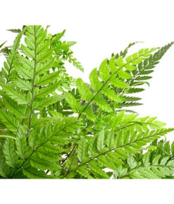 Farn-Set, Verschiedene Sorten, 3-teilig -Gartenbedarf Verkäufe 2024 7978083 PR DE 002 Farn3erSetT12DehnerExpressHerzig