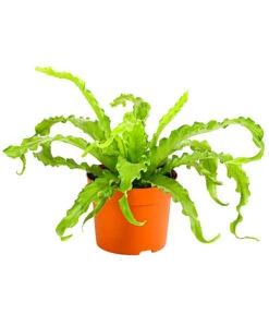 Farn-Set, Verschiedene Sorten, 3-teilig -Gartenbedarf Verkäufe 2024 7978083 PR FS 001 Farn3erSetT12DehnerExpressHerzig