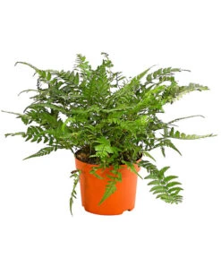 Farn-Set, Verschiedene Sorten, 3-teilig -Gartenbedarf Verkäufe 2024 7978083 PR FS 002 Farn3erSetT12DehnerExpressHerzig