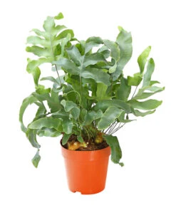 Farn-Set, Verschiedene Sorten, 3-teilig -Gartenbedarf Verkäufe 2024 7978083 PR FS 003 Farn3erSetT12Dehner